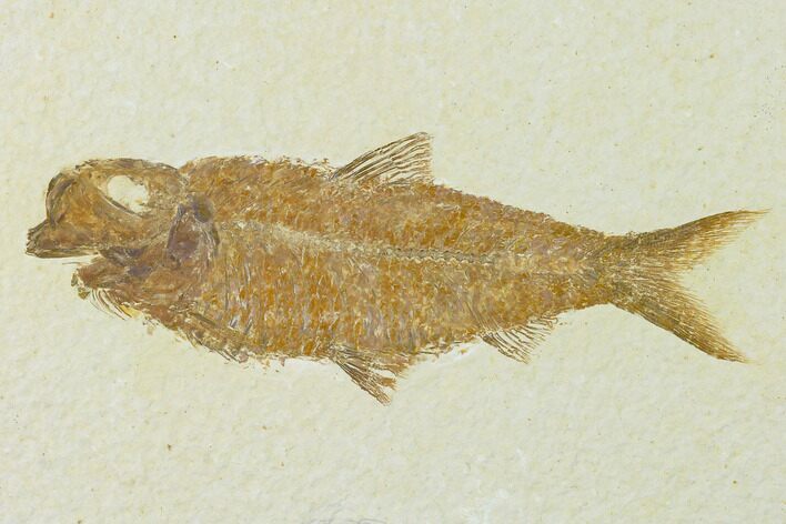 Detailed Fossil Fish (Knightia) - Wyoming #137961